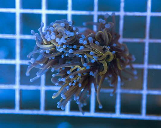 C1 (WYSIWYG) 24K Gold Torch Frag Over 2 (Splitting) Heads