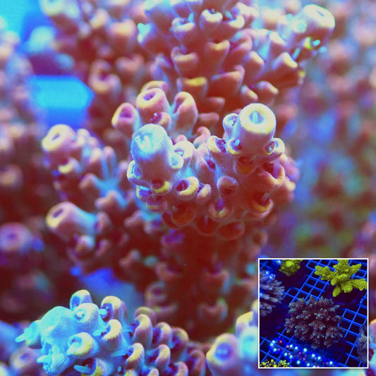 Acro Colony T2E5 macro with colony inset