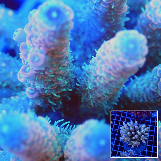 Acro Colony T3C4 macro with colony inset