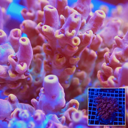 Acro Colony T3H2 macro with colony inset