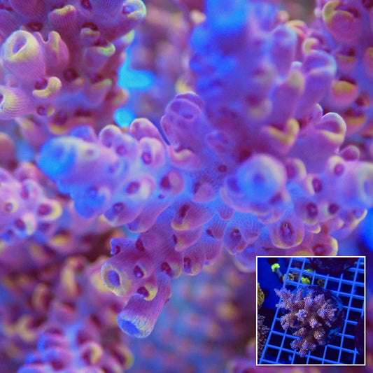 Acro Colony T3I1 macro with colony inset