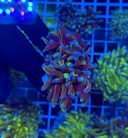 (WYSIWYG) Grafted Glitter Torch C3