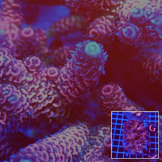 Acro Colony T2C10 macro with colony inset