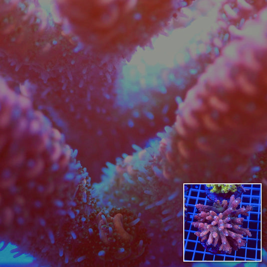 Acro Colony T2C7 macro with colony inset