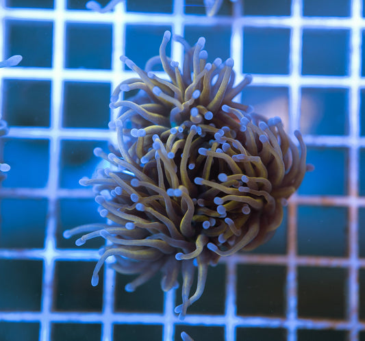 C3 (WYSIWYG) 24K Gold Torch Frag Over 2 (Splitting) Heads