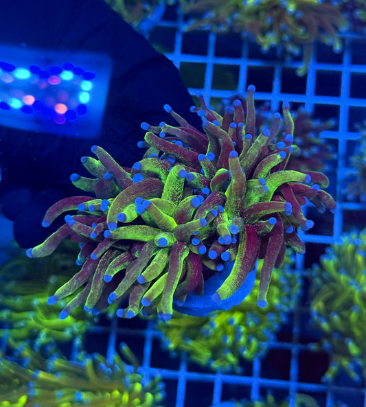 (WYSIWYG) Grafted Glitter Torch C4