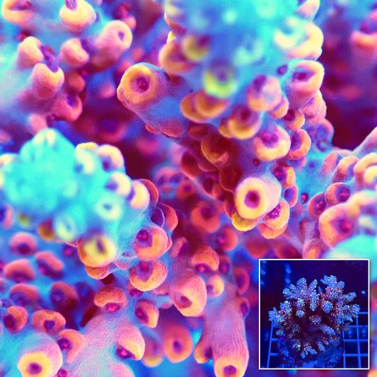Acro Colony T2A1 macro with colony inset
