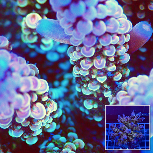 Acro Colony T2A2 macro with colony inset