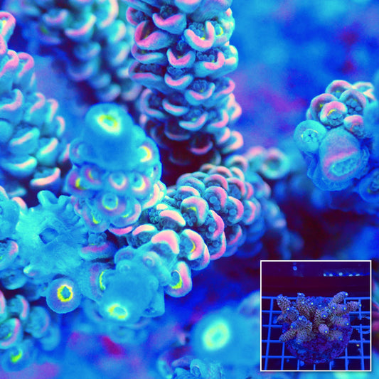 Acro Colony T2A3 macro with colony inset