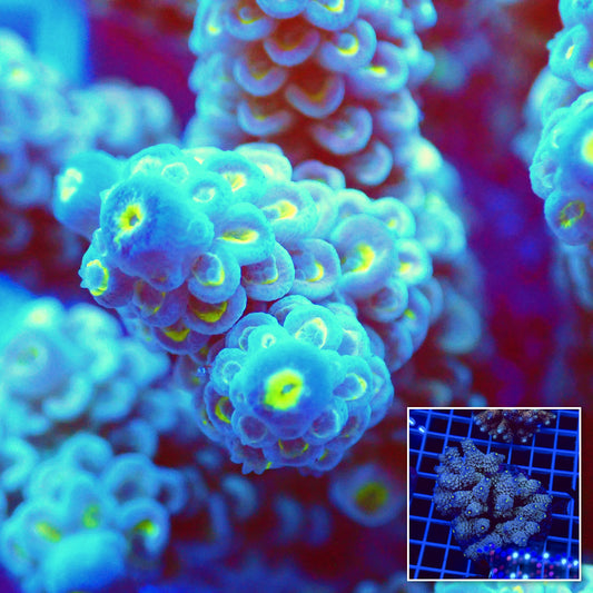 Acro Colony T2D9 macro with colony inset