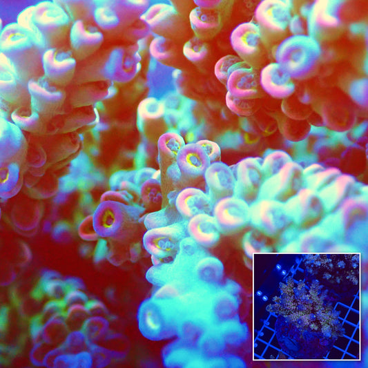 Acro Colony T2F1 macro with colony inset