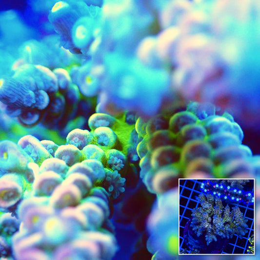 Acro Colony T2F4 macro with colony inset