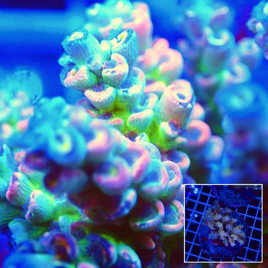 Acro Colony T2F7 macro with colony inset