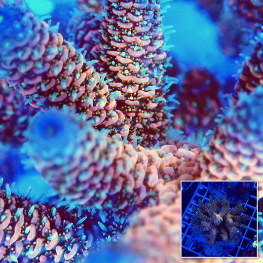 Acro Colony T2G1 macro with colony inset