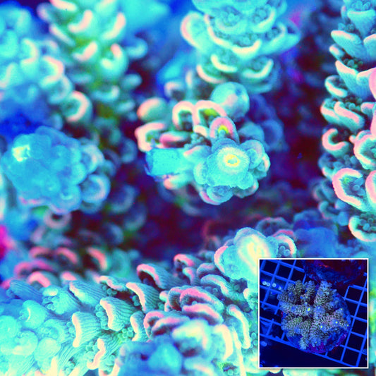 Acro Colony T2G7 Supernova macro with colony inset