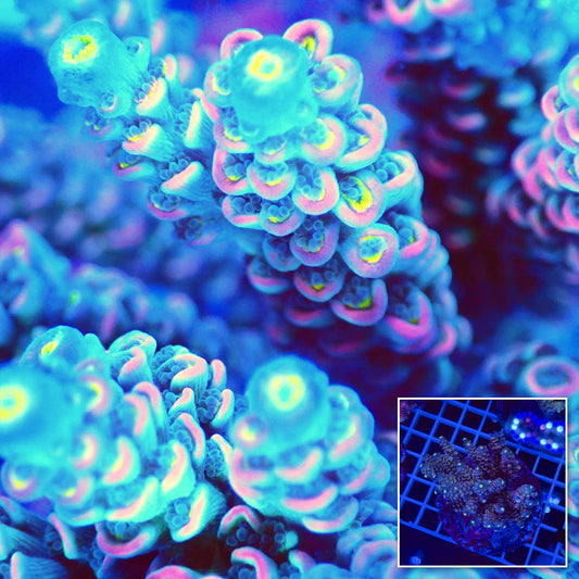 Acro Colony T2G9 macro with colony inset