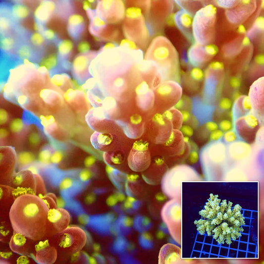 Acro Colony T3A1 macro with colony inset