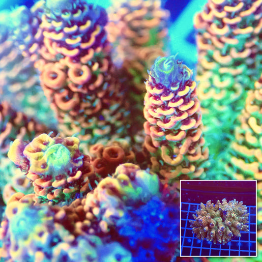 Acro Colony T3A5 macro with colony inset