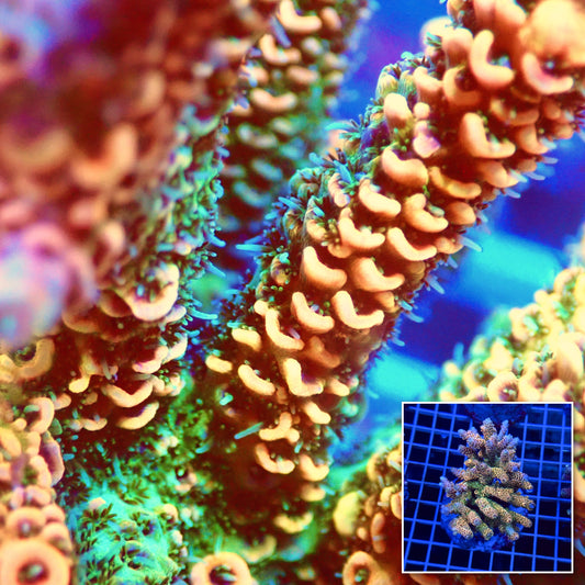 Acro Colony T3B3 macro with colony inset