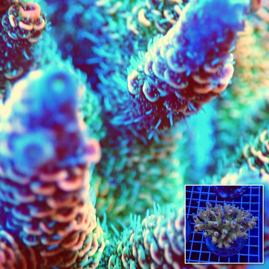 Acro Colony T3B6 macro with colony inset