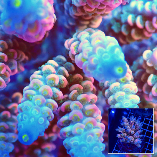 Acro Colony T3D1 macro with colony inset