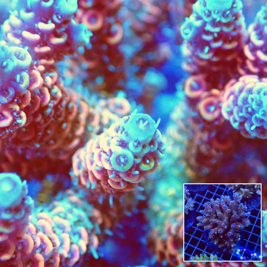 Acro Colony T3D4 macro with colony inset