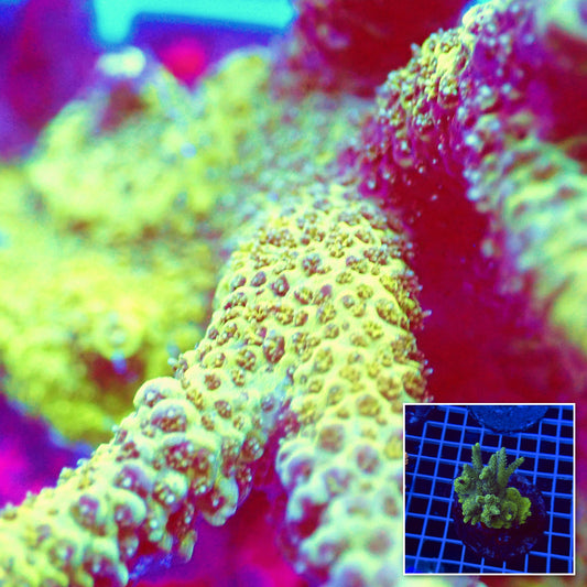 Acro Colony T3I3 macro with colony inset