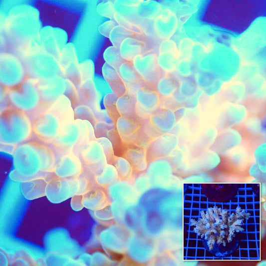 Acro Colony T3I4 macro with colony inset