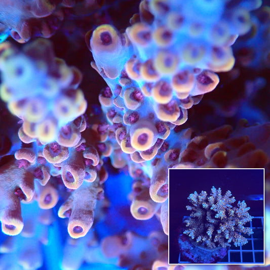 Acro Colony A1 macro with colony inset