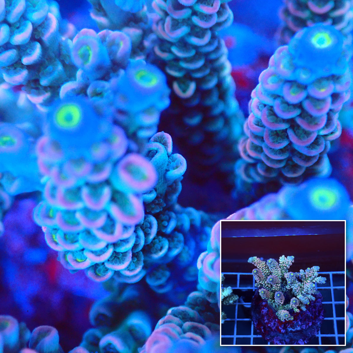 Acro Colony A10 macro with colony inset