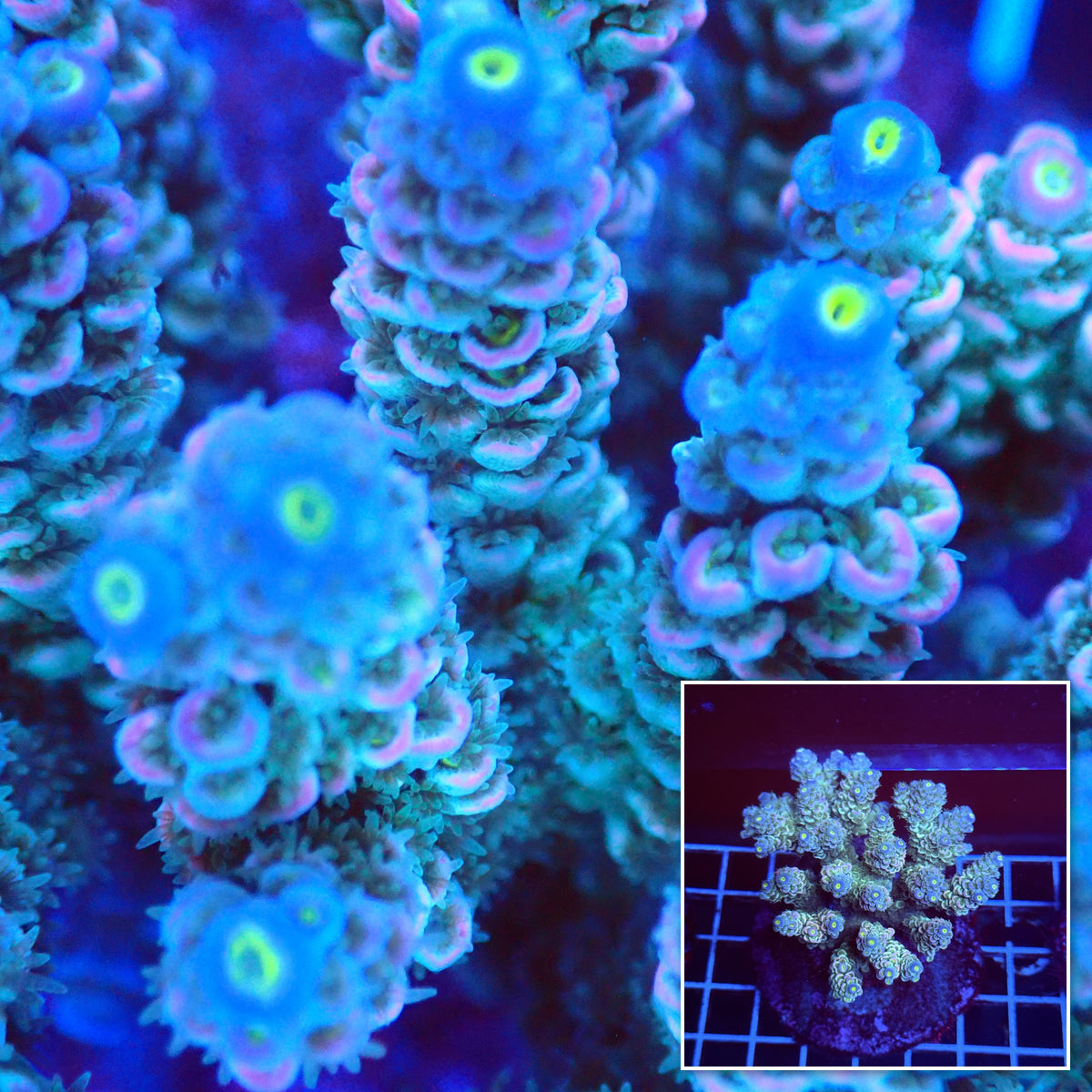 Acro Colony A3 macro with colony inset