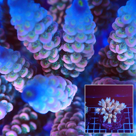 Acro Colony A4 macro with colony inset