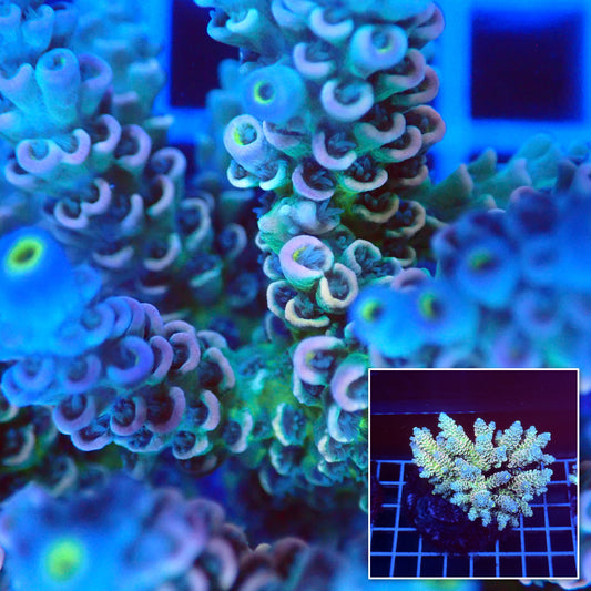 Acro Colony A5 macro with colony inset