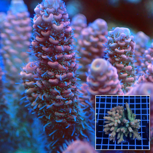 Acro Colony B8 macro with colony inset