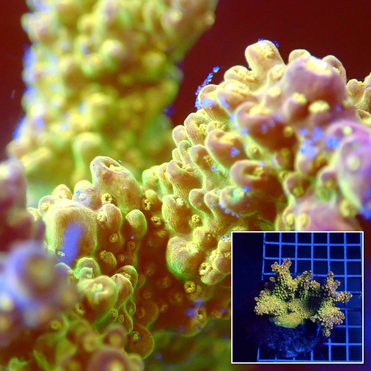 Acro Colony C1 macro with colony inset