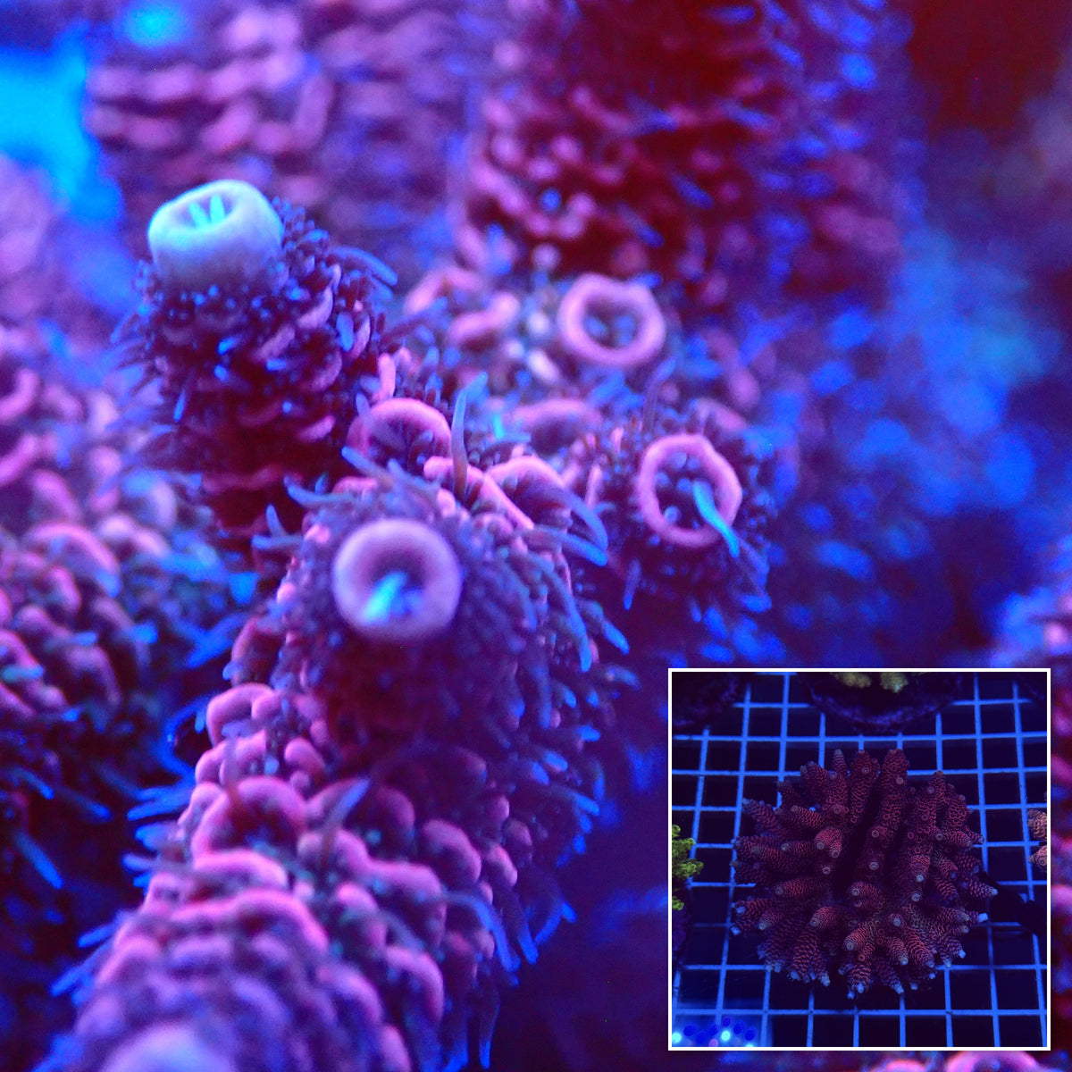 Acro Colony C6 macro with colony inset