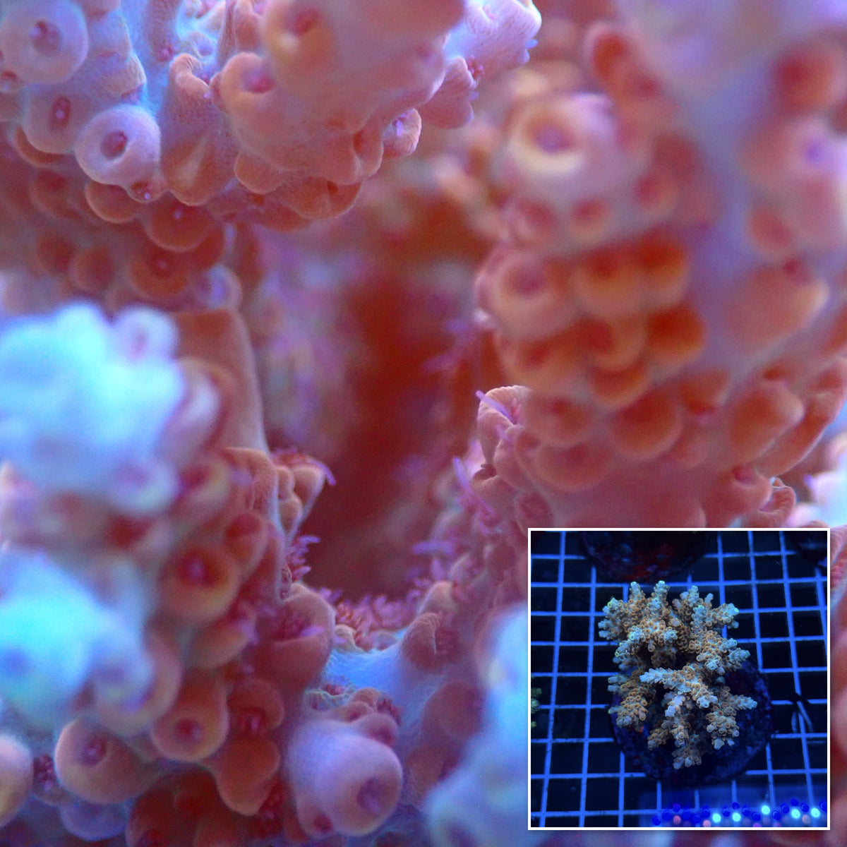 Acro Colony C9 macro with colony inset