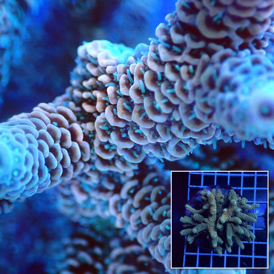 Acro Colony D1 macro with colony inset