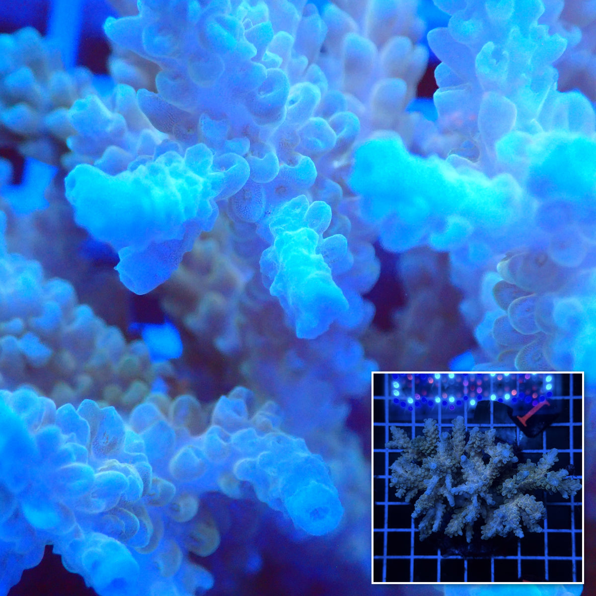 Acro Colony D10 macro with colony inset