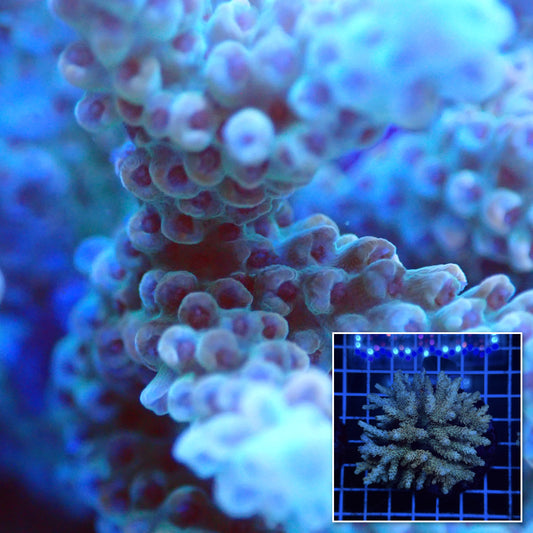 Acro Colony D4 macro with colony inset