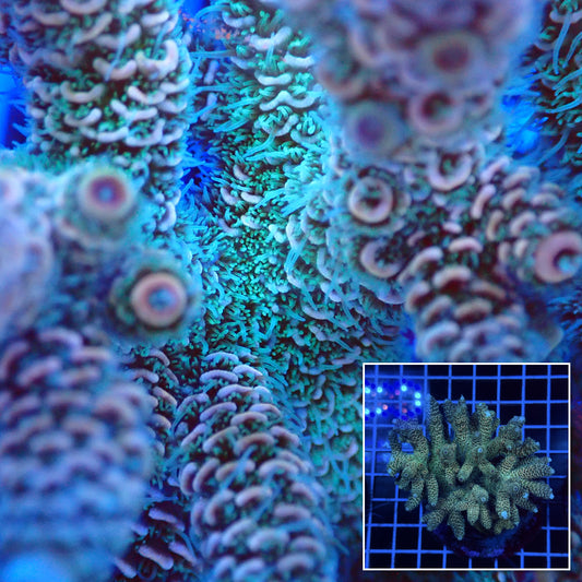 Acro Colony D6 macro with colony inset