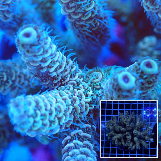 Acro Colony D8 macro with colony inset
