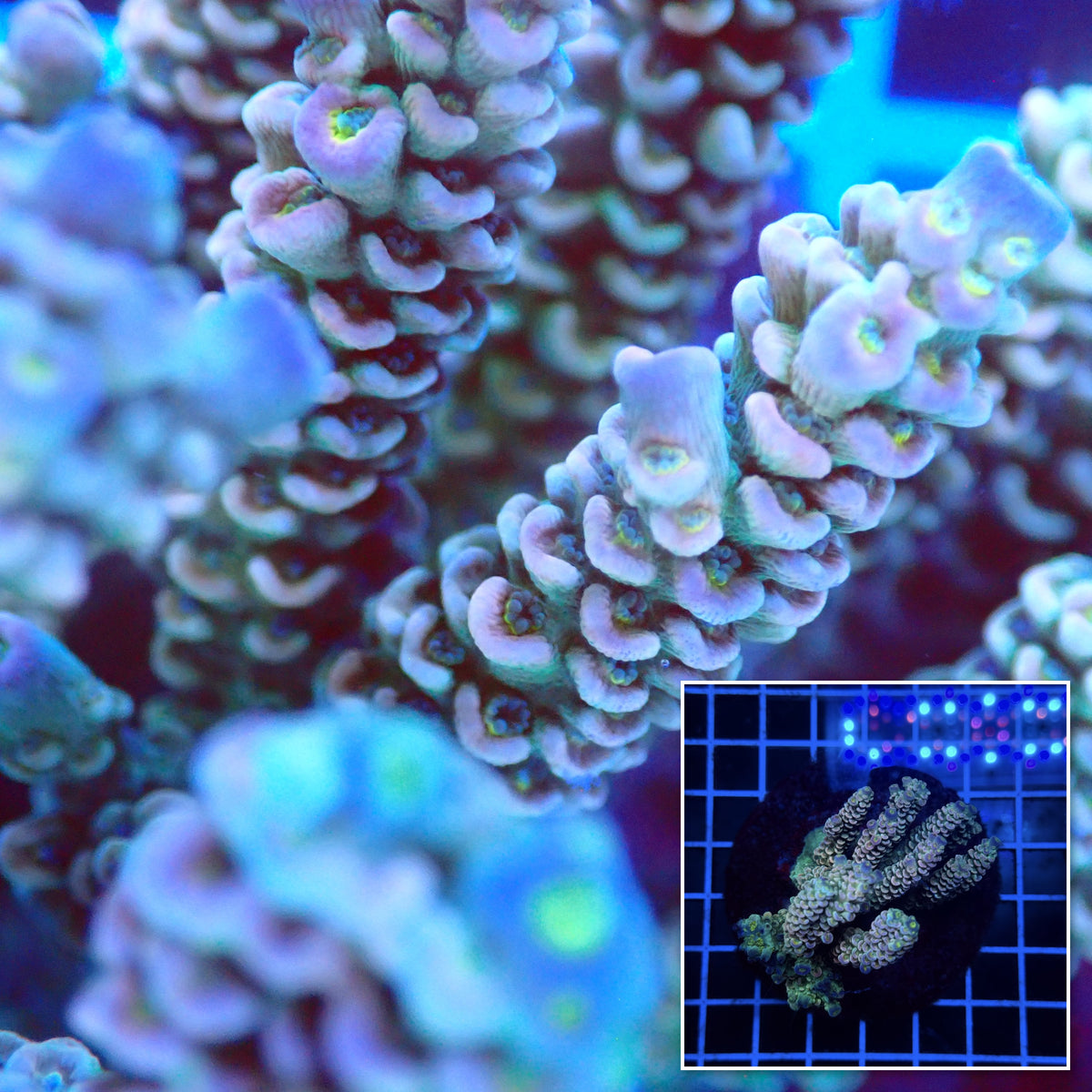 Acro Colony D9 macro with colony inset