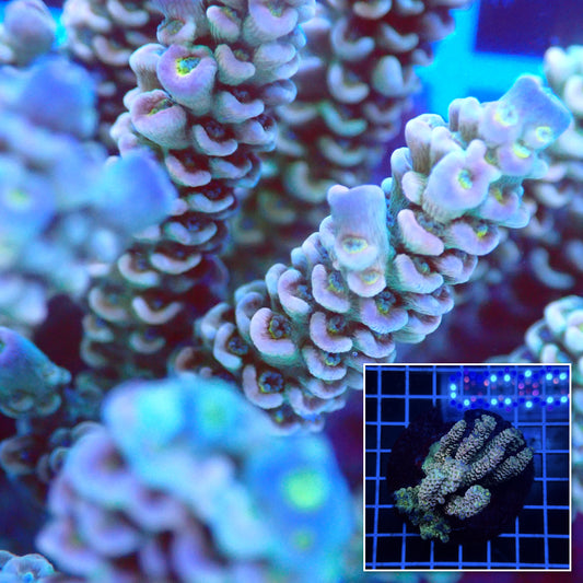 Acro Colony D9 macro with colony inset