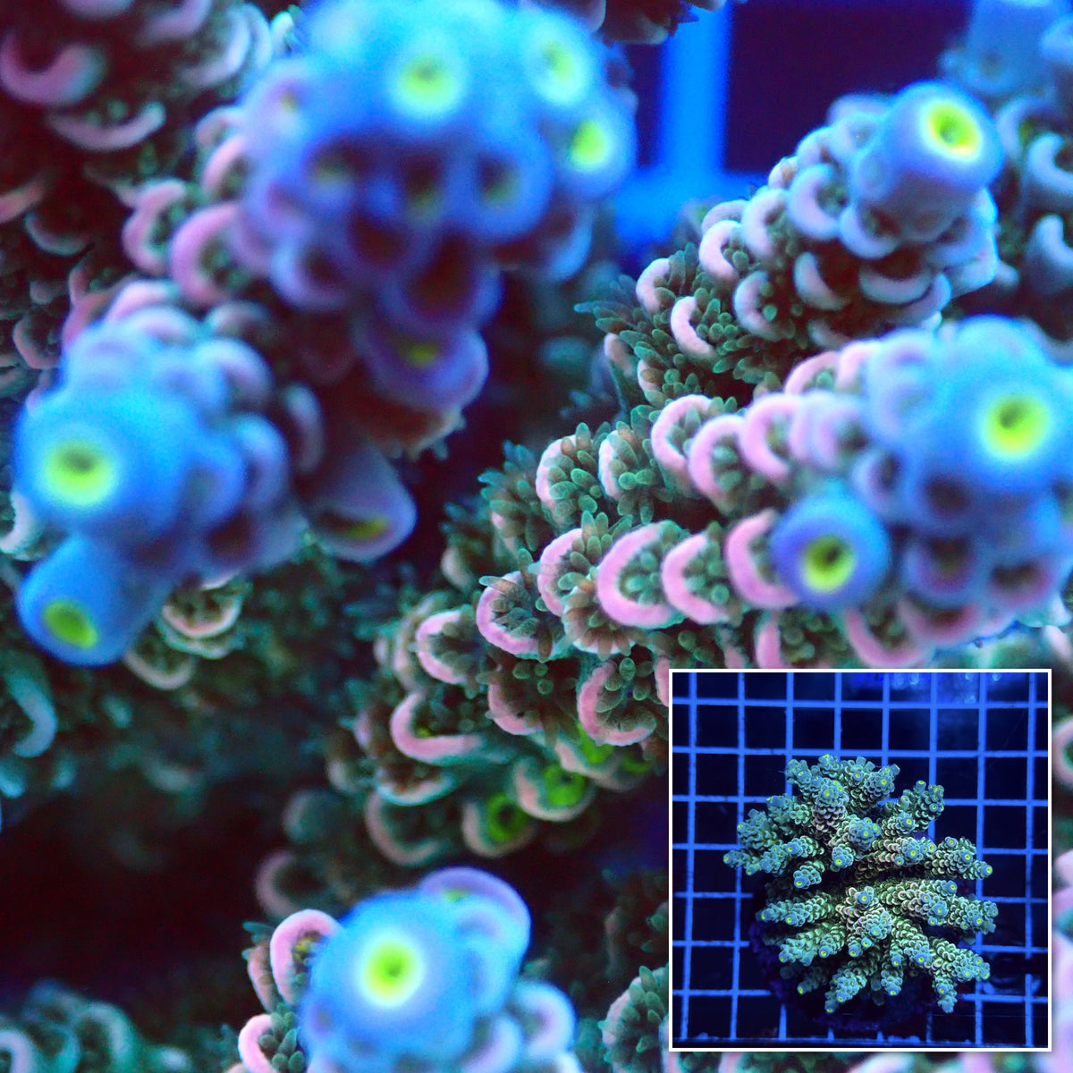 Acro Colony E3 macro with colony inset