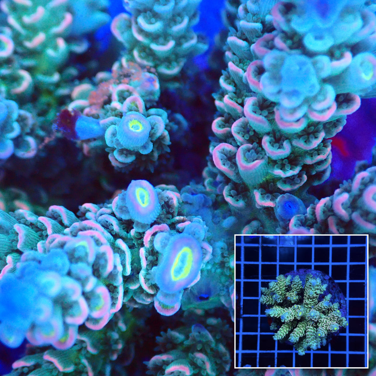 Acro Colony E5 macro with colony inset
