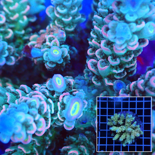 Acro Colony E5 macro with colony inset