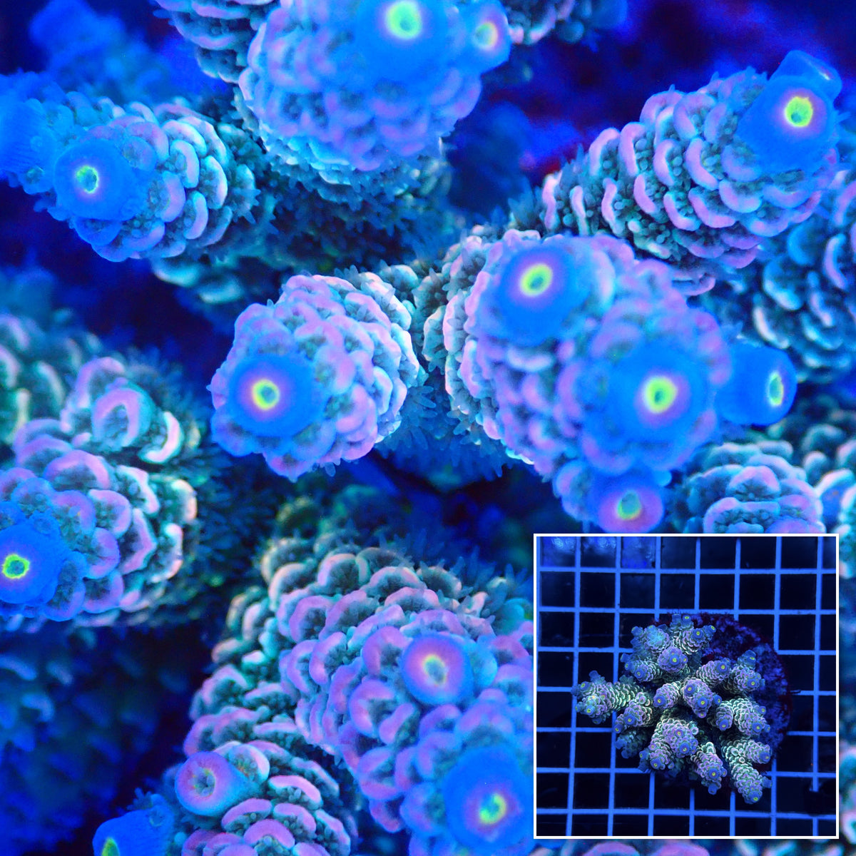 Acro Colony E6 macro with colony inset