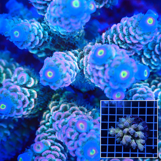 Acro Colony E6 macro with colony inset