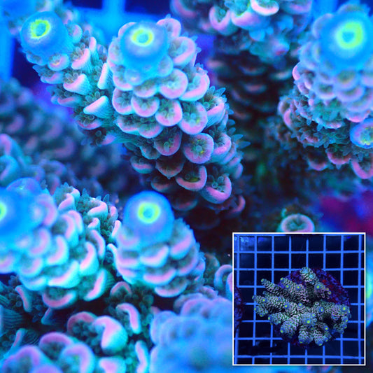 Acro Colony E7 macro with colony inset